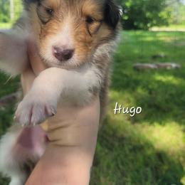Hugo - Sable and white male Collie puppy in Mattoon, Illinois from Gold Leaf Collies