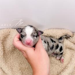 Boy 2 - Blue merle male Miniature Australian Shepherd puppy in Glen Rose, Texas from Maple Bloom Canine Co.