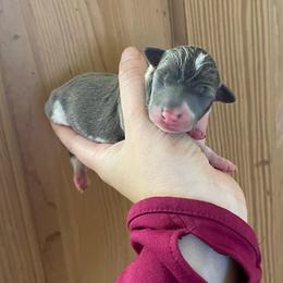Bella - Blue female Italian Greyhound puppy in Lancaster, Missouri from White Stone Ranch