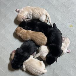 Black Male 1 - Black male Labrador Retriever puppy in Baytown, Texas from Dirty Bay Labradors