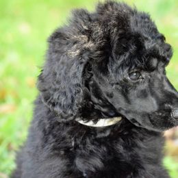 Poodle Puppies from Arindayle Standard Poodles