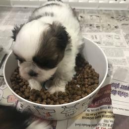 Shih Tzu Puppies from Willow Lane Shih Tzus