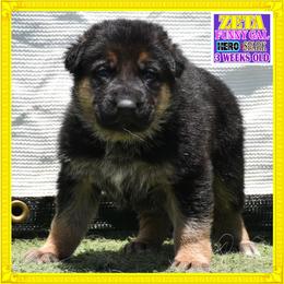 ZETA - Black and red female German Shepherd puppy in Murrieta, California from Diamond Oaks German Shepherds