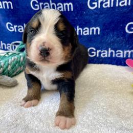 Girl 3 - female Bernese Mountain Dog puppy in Comer, Georgia from Water Oak Farm