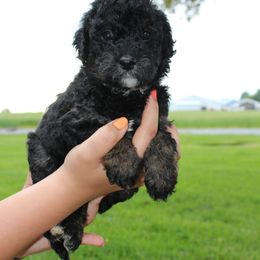 Girl 4 - Bernedoodle puppy in New Weston, Ohio from Buschur Bernedoodles