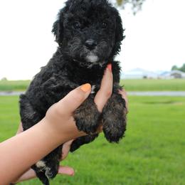 Girl 4 - Bernedoodle puppy in New Weston, Ohio from Buschur Bernedoodles