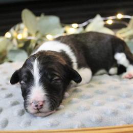 Summer - Sable female Bordoodle puppy in Ashland, Ohio from Cherry Blossom Doodles