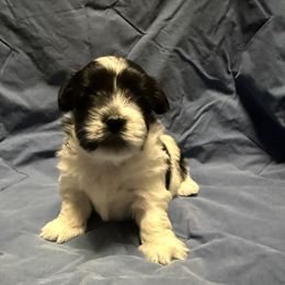 Zuko - Black and white male Coton de Tulear puppy in Boise, Idaho from Avana Cotons