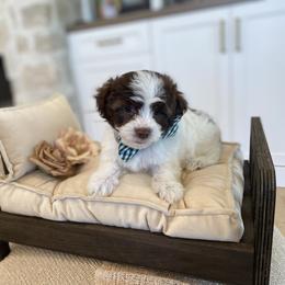 Bernedoodle, Cavapoo, Havanese, and Havapoo Puppies from Lady Paws Puppies - Cassie