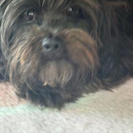 Cocca - Maltese