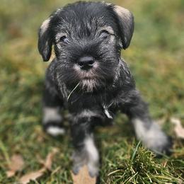 Miniature Schnauzer Puppies from Angela Kathleen Stout