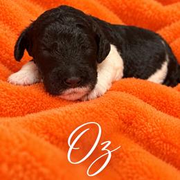 Oz - Parti male Poodle puppy in Washington, Pennsylvania from Patriotic Poodles