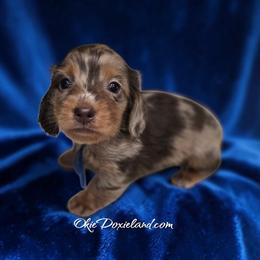 Niles - Chocolate and tan male Dachshund puppy in Oklahoma City, Oklahoma from OkieDoxieland Dachshunds