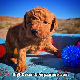 Miss Green - Red  female Poodle puppy in Dolan Springs, Arizona from High Desert Companions