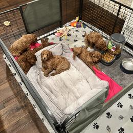 Boykin Spaniel and Goldendoodle Puppies from Double Shot Boykins