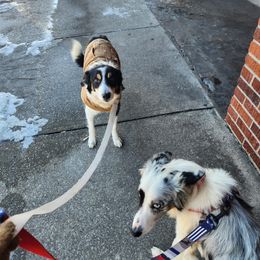 Border Collie Puppies from Cullins Collies