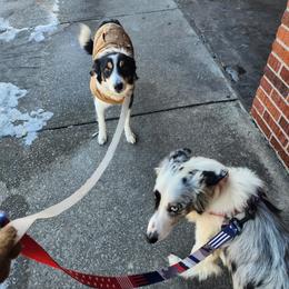 Border Collie Puppies from Cullins Collies