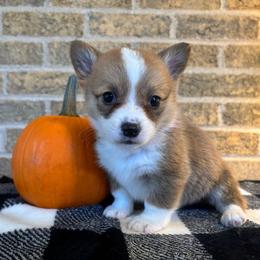Orange collar male - Sable male Pembroke Welsh Corgi puppy in Mcarthur, Ohio from Bentley Corgis LLC