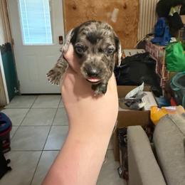 Female 3 - Dapple female Dachshund puppy in Houma, Louisiana from Portier’s Mini Dachshunds