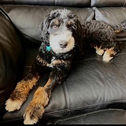 Mabel - Bernedoodle