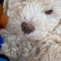 Barbet Puppies from Chateau Barbets