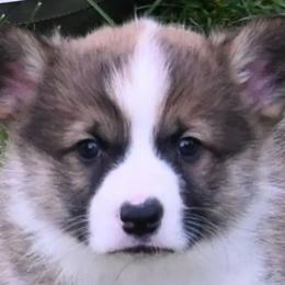 Pembroke Welsh Corgis from Pine Lawn Corgis