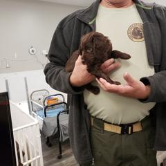 Boykin Spaniel Puppies from Bear Creek Boykin Spaniels