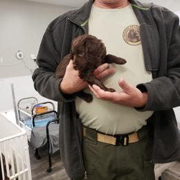 Boykin Spaniel Puppies from Bear Creek Boykin Spaniels