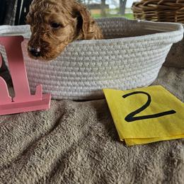 Girl 2 - Parti female Poodle puppy in Detroit, Michigan from Pretty Spoiled Spoos llc