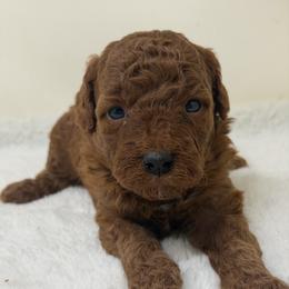 Boy 1 - Red  male Goldendoodle puppy in Haleyville, Alabama from Susan’s Prefurred Doodles