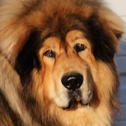 Magic - Tibetan Mastiff