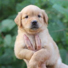 Shadow - Golden male Golden Retriever puppy in Lucasville, Ohio from Trusting Hearts Kennel