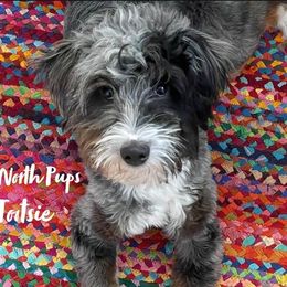 Tootsie - Aussiedoodle