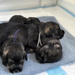 Standard Schnauzer Puppies from Harbor Hill Standard Schnauzers