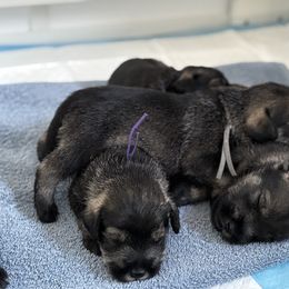 Standard Schnauzer Puppies from Harbor Hill Standard Schnauzers