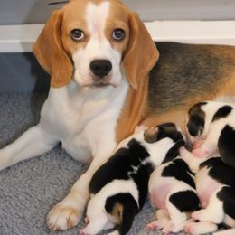 Beagles from Agent Beagles