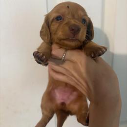 Storm - Cream female Dachshund puppy in Conroe, Texas from R&M Dachshunds