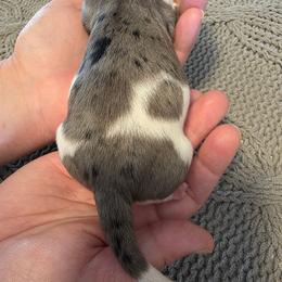 Morticia - Dapple female Dachshund puppy in Oklahoma from Wilkinson’s Waggish Weiner Dogs