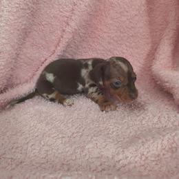 Snuggles - Dapple female Dachshund puppy in Opelika, Alabama from Dachshund Darlins