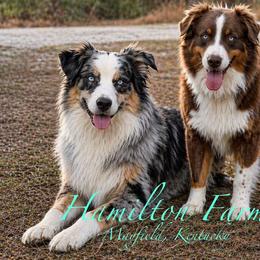 Australian Shepherd puppies from Hamilton Farms