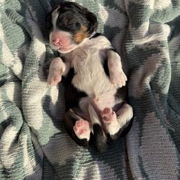Bernedoodle Puppies from Veterinarian Raised Bernedoodles
