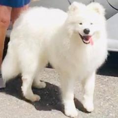 Samoyeds from Skilobear