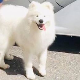 Samoyeds from Skilobear