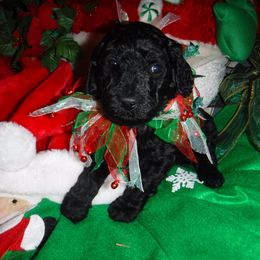 Boxer and Poodle Puppies from Painted Sunset Kennels