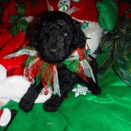 Boxer and Poodle Puppies from Painted Sunset Kennels