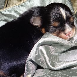 AKC Kundang - Lhasa Apso puppy from GyanGanj Lhasa Apso