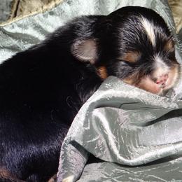 AKC Kundang - Lhasa Apso puppy from GyanGanj Lhasa Apso
