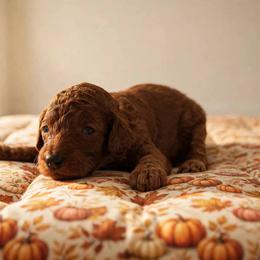 Girl 4 - Red  female Poodle puppy in Mc Henry, Illinois from Sunset Maple Poodles