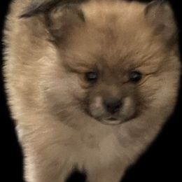 Cinnabun - Orange sable female Pomeranian puppy in South Euclid, Ohio from ARC Kennels