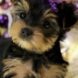 Biewer Terrier and Yorkshire Terrier Puppies from Wisteria Yorkies